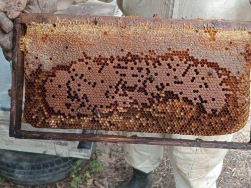manhalet-albaraka-abeille